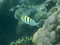 Sergeant-majoorvis [Abudefduf saxatilis]